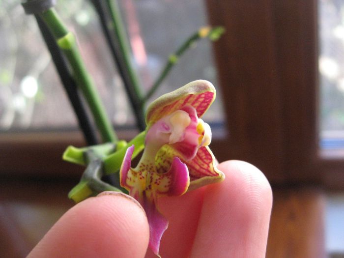 Aceeasi phalaenopsis cu petale interesante,are un bobocel. - Orhidee de vanzare