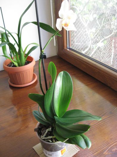 Vanduta.Phalaenopsis alba cu petale smechere,20 lei