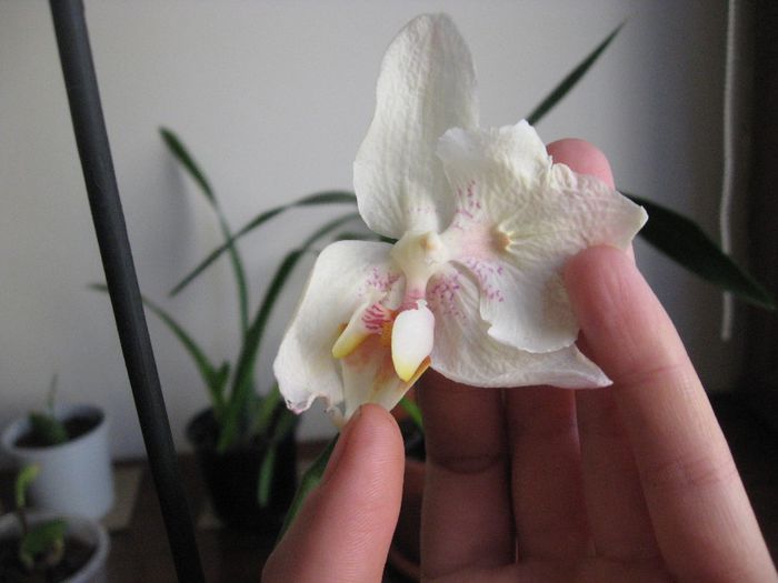 Aceeasi Phalaenopsis  alba cu petale smechere