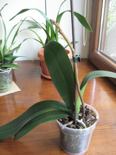 Vanduta.Phalaenopsis mov-liliac? pret:20 lei - Orhidee de vanzare
