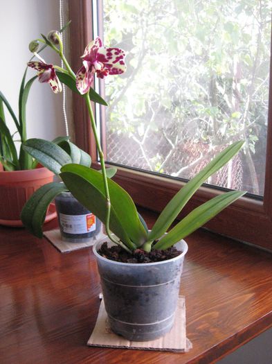 Smecheroasa mea - Phalaenopsis