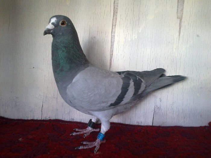 165 Polly F VAN RIEL