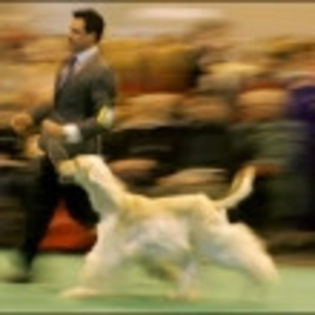 2005311104956concan2 - O_o Mai mult de 20000 de caini la cel mai mare concurs canin din lume O_o