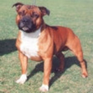 200531564239staffordshire-bull-terrier - O_o Un bull-terrier de 40 cm a inghitit un bat de 35 cm O_o