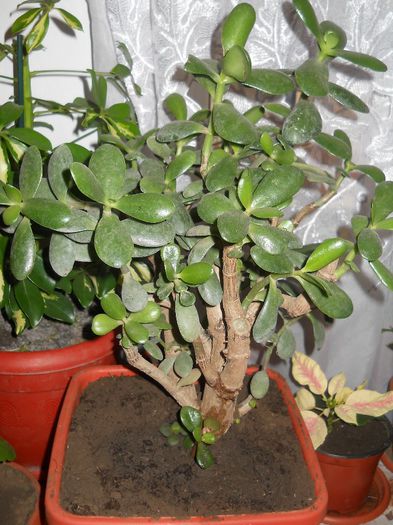 crassula; am primit-o si ma bucur ca era pe lista de dorinte
