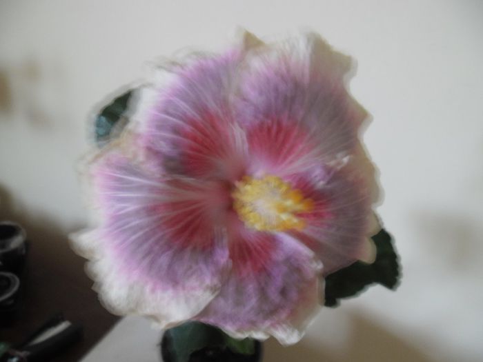 Barry Schlueter - Hibiscus 2013-3