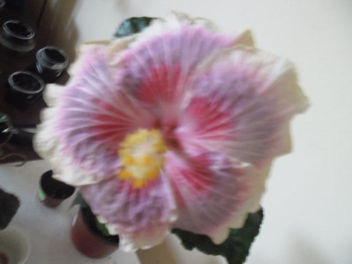 Barry Schlueter - Hibiscus 2013-3