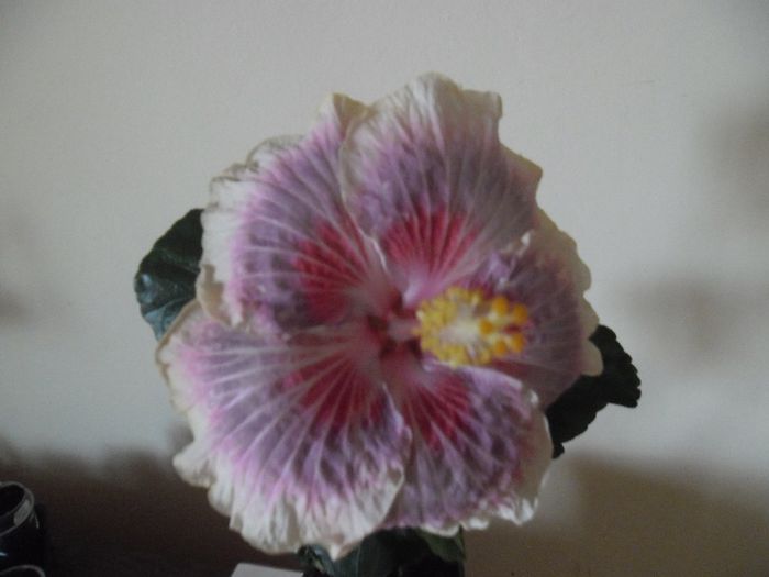 Barry Schlueter - Hibiscus 2013-3