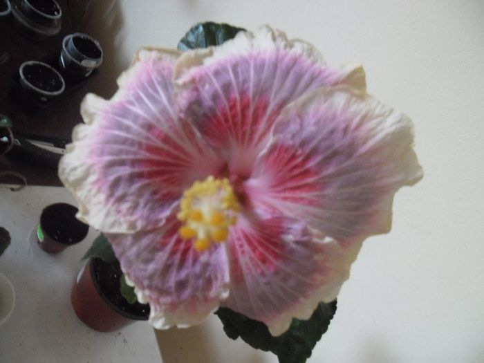 Barry Schlueter - Hibiscus 2013-3