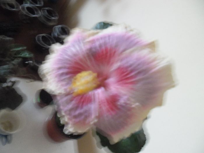 Barry Schlueter - Hibiscus 2013-3