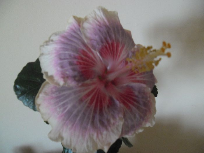 Barry Schlueter - Hibiscus 2013-3