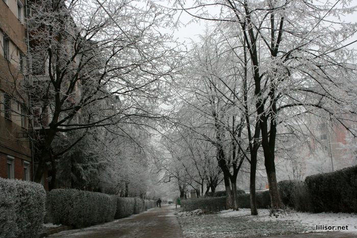 alee-cu-pomi-inghetati-oradea - COPACI INGHETZATZI