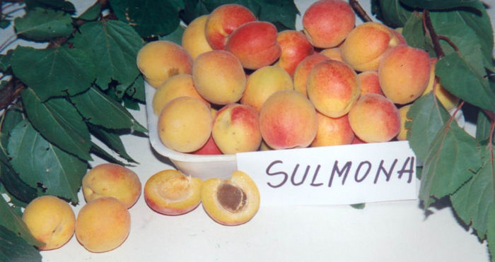 sulmona` - CAIS SULMONA