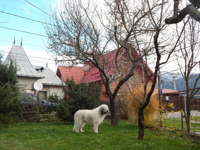 ciobanesc mioritic 9 luni - Cerna de Tohanul Nou