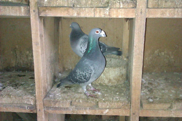 Ro-2008-Stichelbaut - Porumbei vanduti