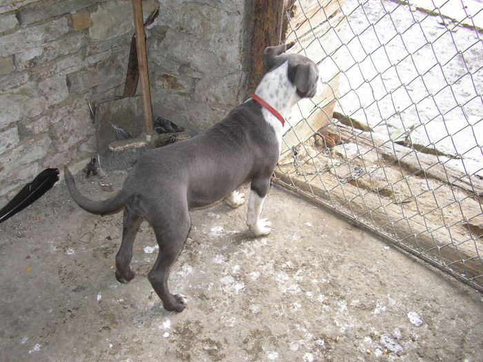 SANY5276 - pitbull-amstaff de vinzare