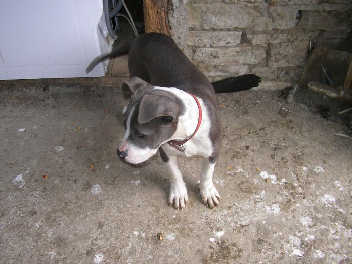 SANY5278 - pitbull-amstaff de vinzare