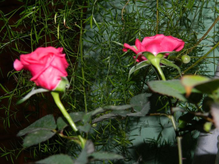 DSCN8475