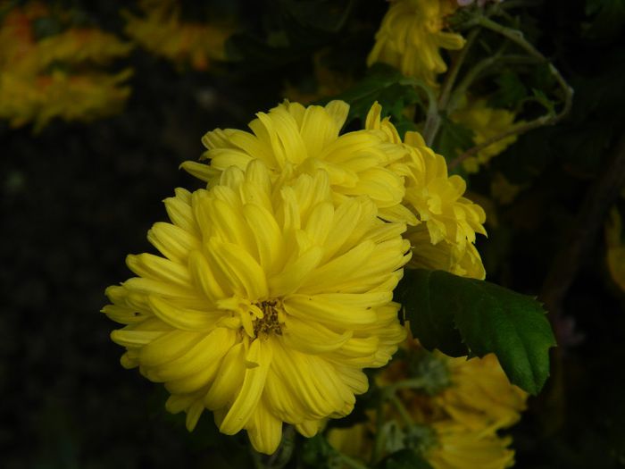 DSCN8508