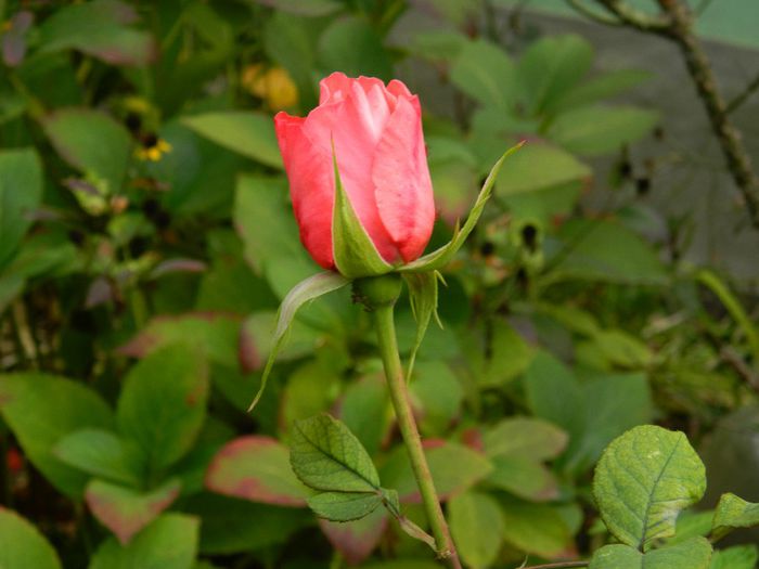 DSCN8514