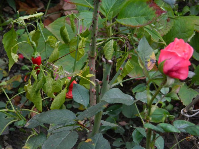 DSCN8518