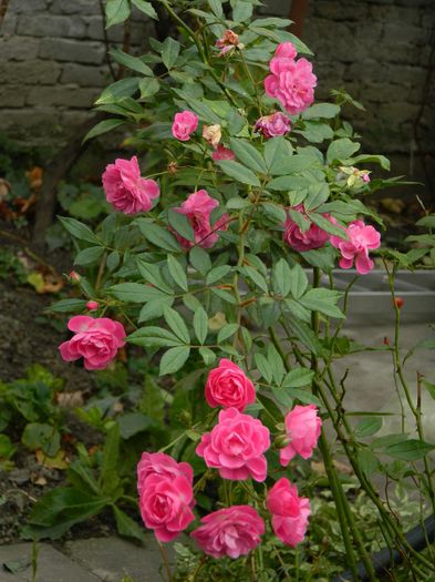 DSCN8524