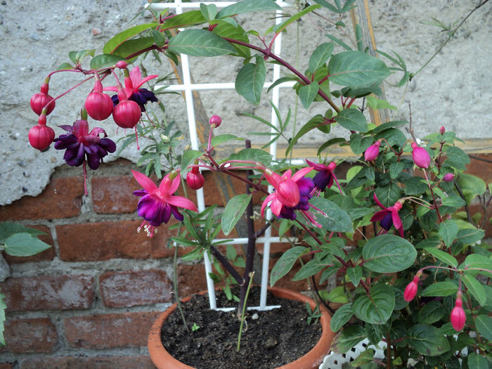  - FLORICELE PE CAMPII