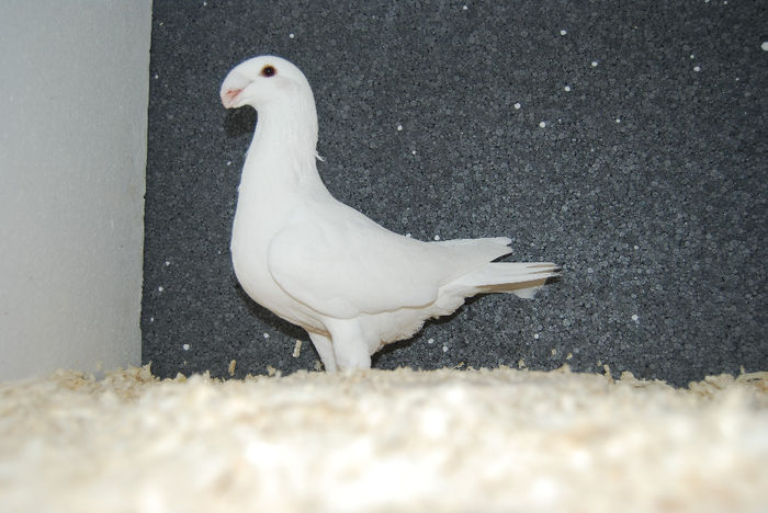 Mascul 2012 Serbia vindut