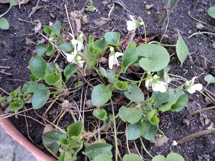 toporasi albi - FLORICELE PE CAMPII