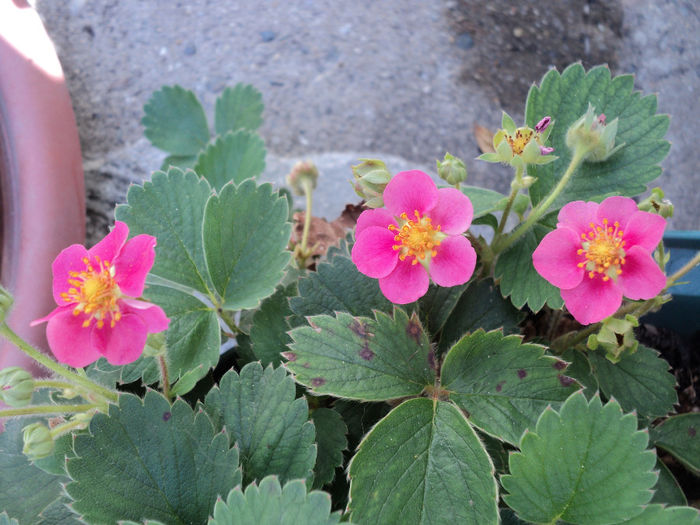 capsuni cu floare roz