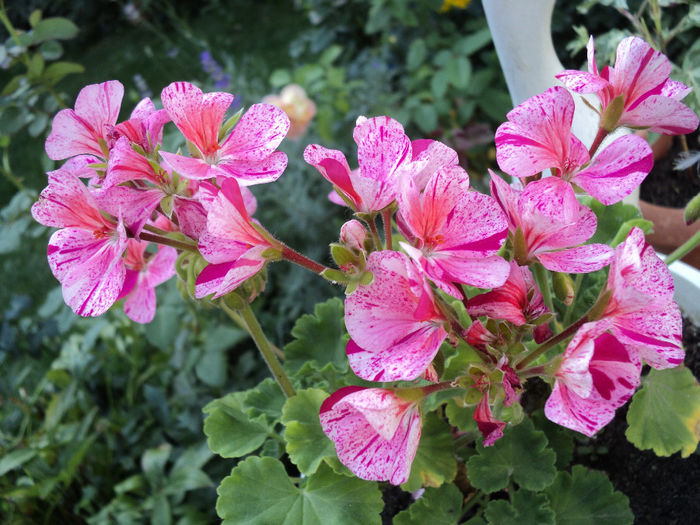 muscata curgatoare - FLORICELE PE CAMPII