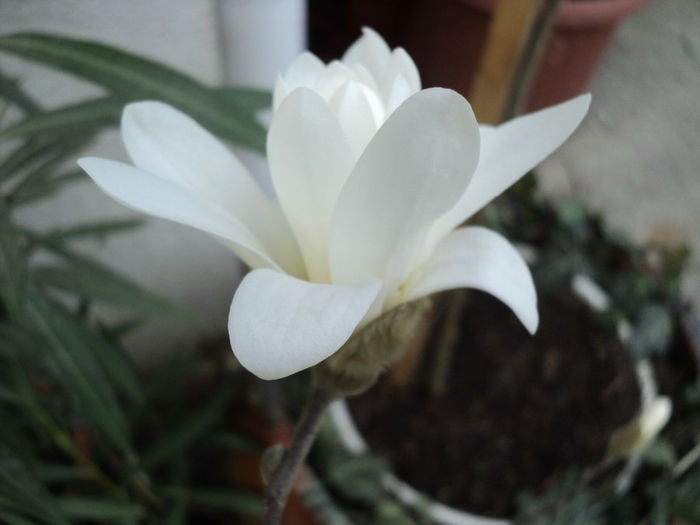 DSC00247 - Magnolia stellata