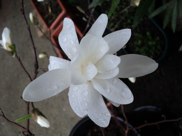 DSC00289 - Magnolia stellata