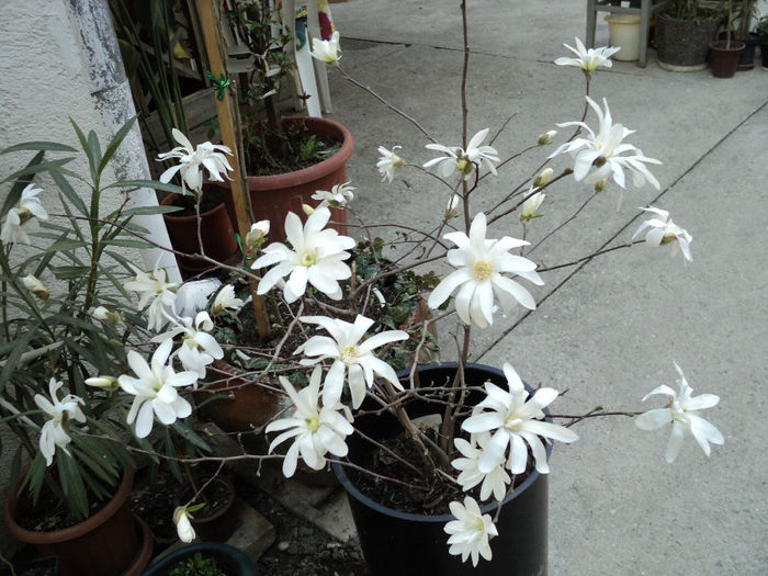 DSC00304 - Magnolia stellata