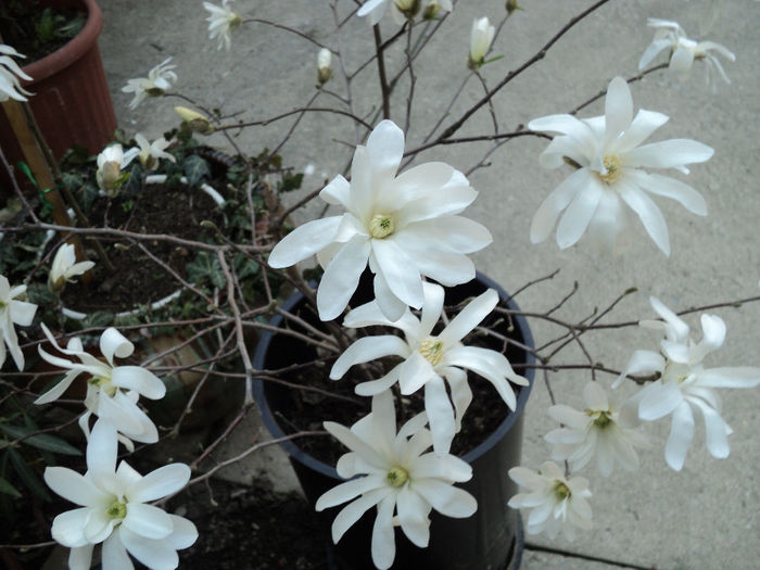 DSC00305 - Magnolia stellata