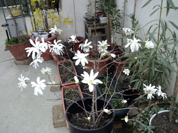 DSC00306 - Magnolia stellata