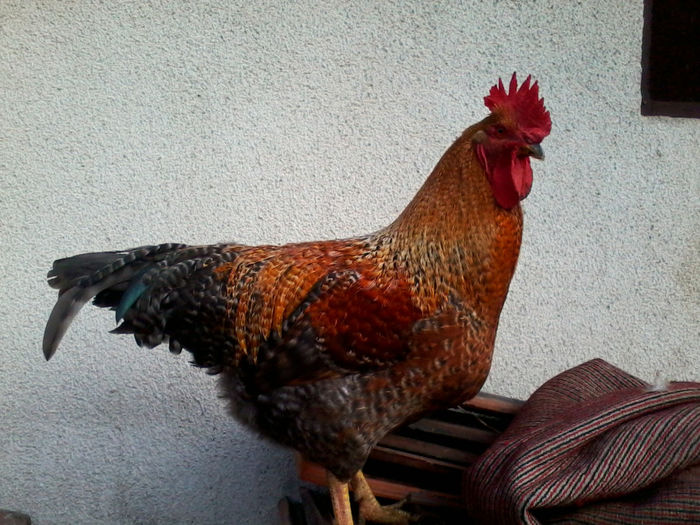 Cocos - Gaini si Cocosi Comuni