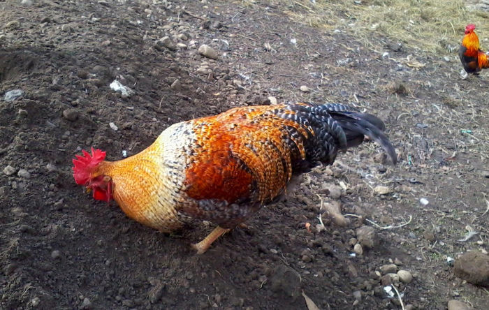 Cocos - Gaini si Cocosi Comuni