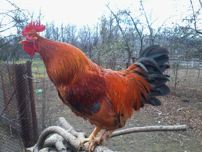 Cocos - Gaini si Cocosi Comuni