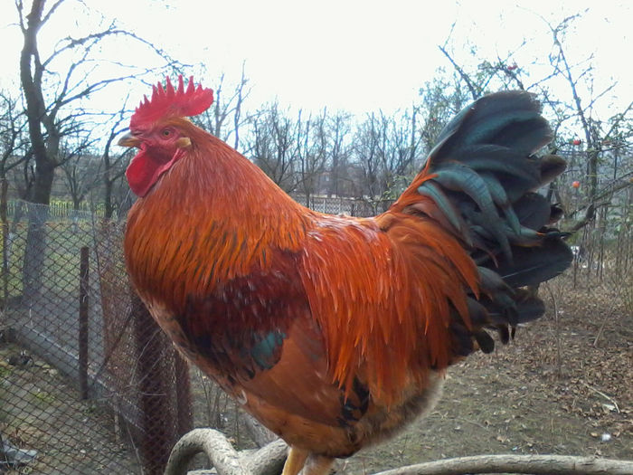 Cocos - Gaini si Cocosi Comuni