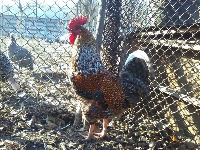 Cocos - Gaini si Cocosi Comuni