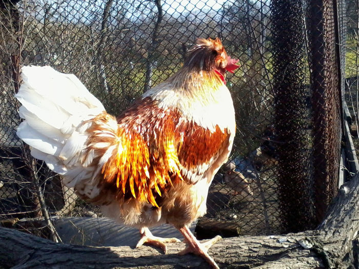 Cocos - Gaini si Cocosi Comuni