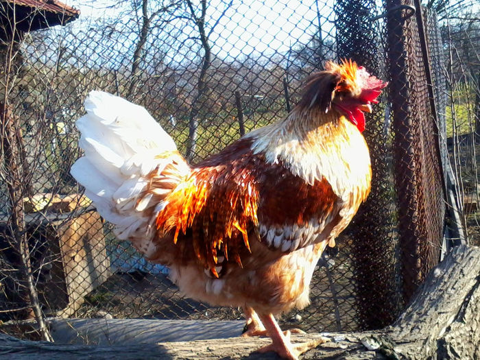 Cocos - Gaini si Cocosi Comuni