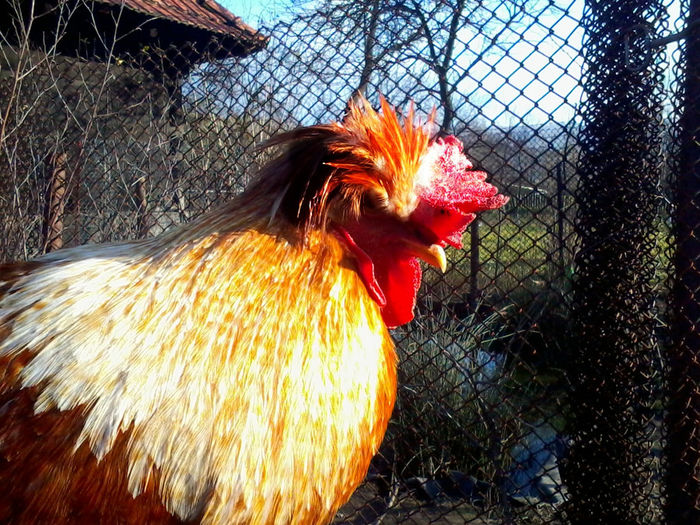 Cocos - Gaini si Cocosi Comuni