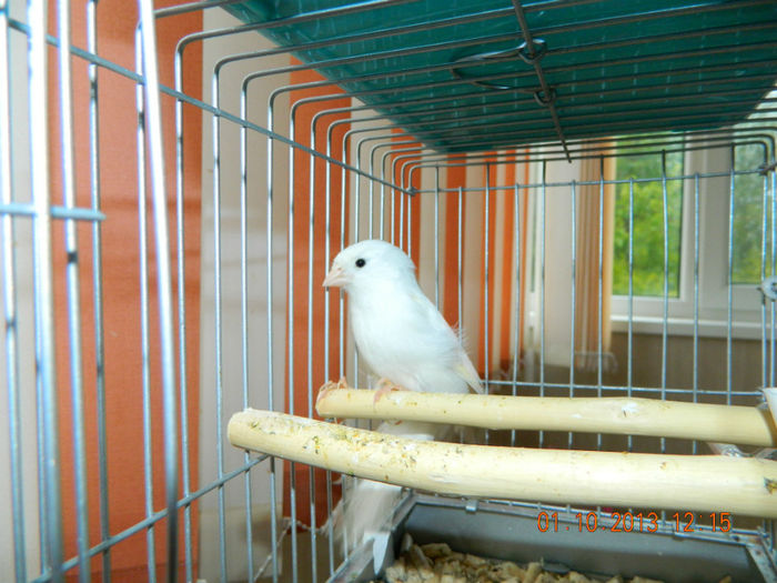 DSCN3961 - Canari masculi de vanzare buni cantareti