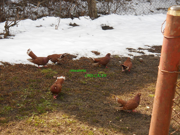 Martie 2013; Zapada inca nu s-a dus!
