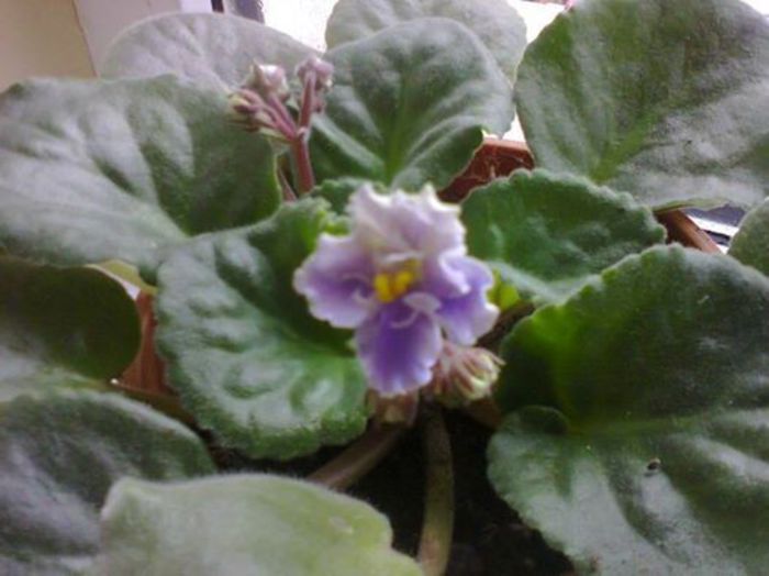 ANASTASIA INFLORITA(de la olivia 79) - VIOLETELE MELE