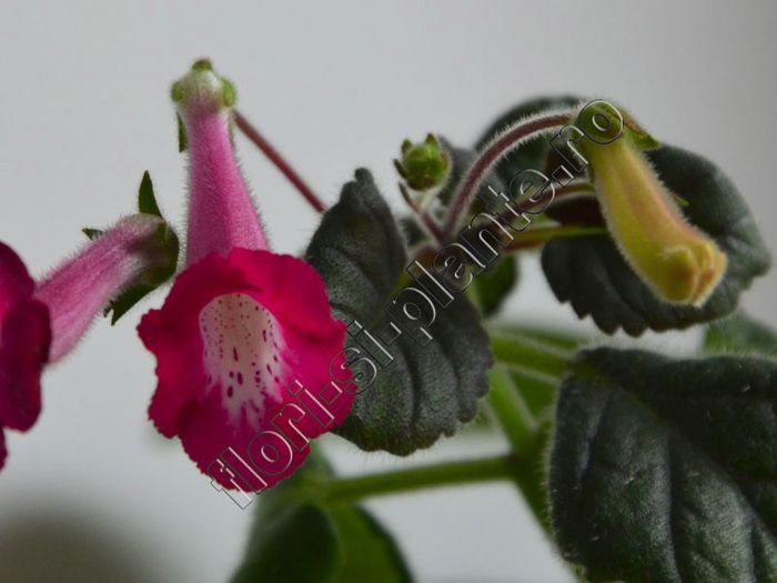 Sinningia Electric Red - GLOXINIA _ SINNINGIA__NEWS 2013