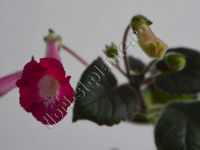 Sinningia Electric Red - GLOXINIA _ SINNINGIA__NEWS 2013