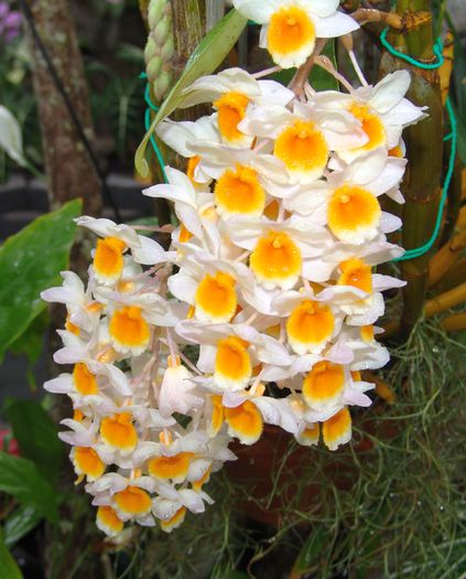 poza net - Dendrobium thyrsiflorum